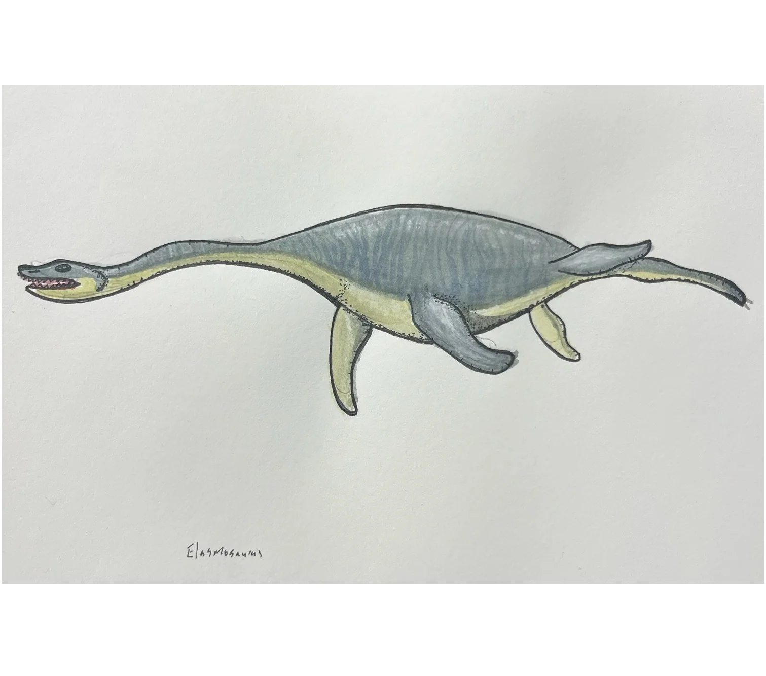 A hand-drawn illustration of an Elasmosaurus, a long-necked marine reptile